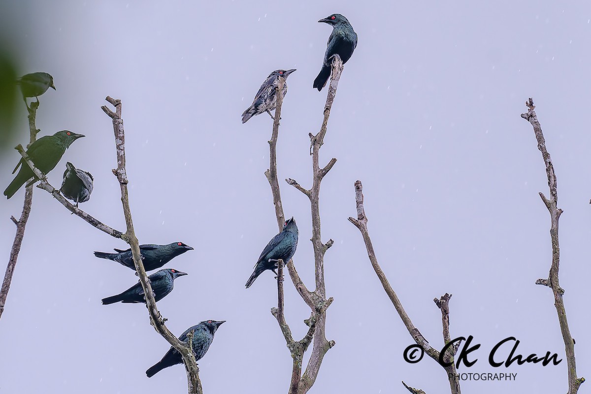 Malay Sığırcığı - ML644514059