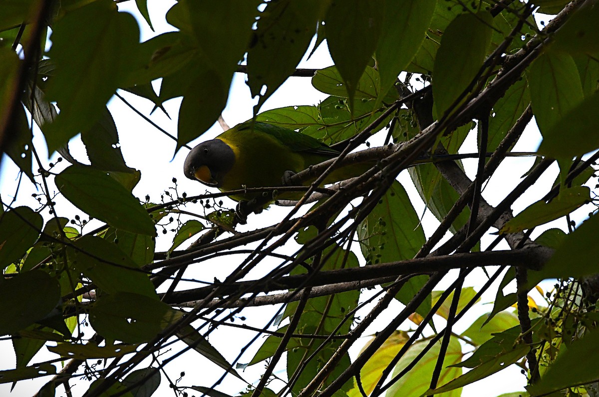 Perruche à tête prune - ML644514061