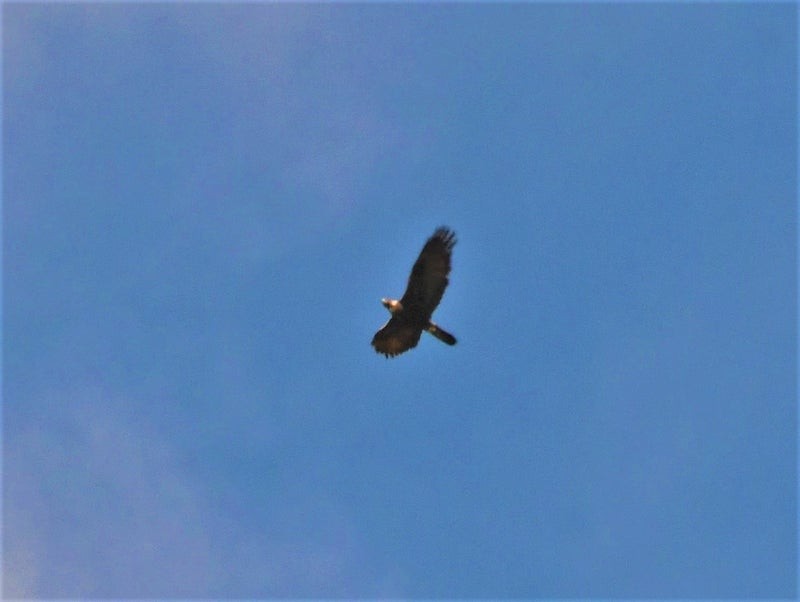 イヌワシ - ML644514068