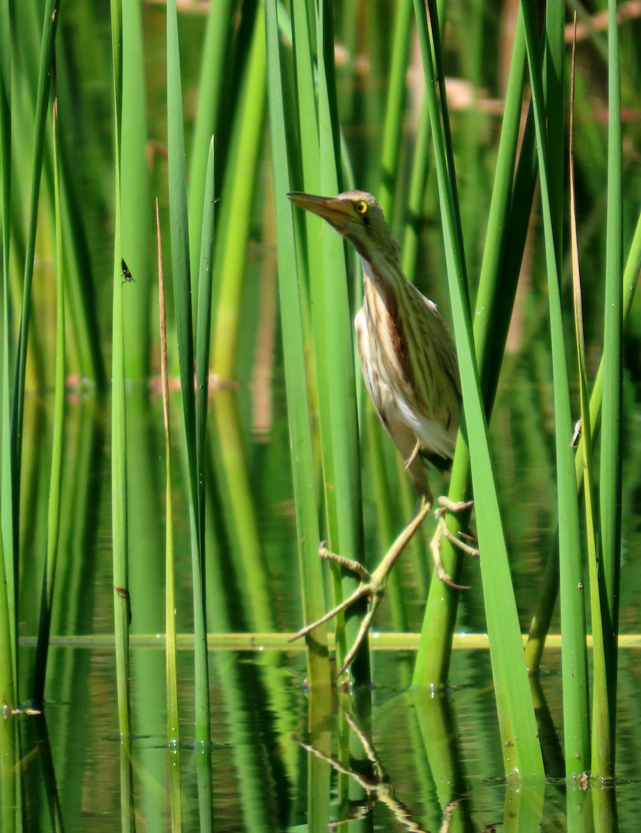 黃小鷺 - ML644514076