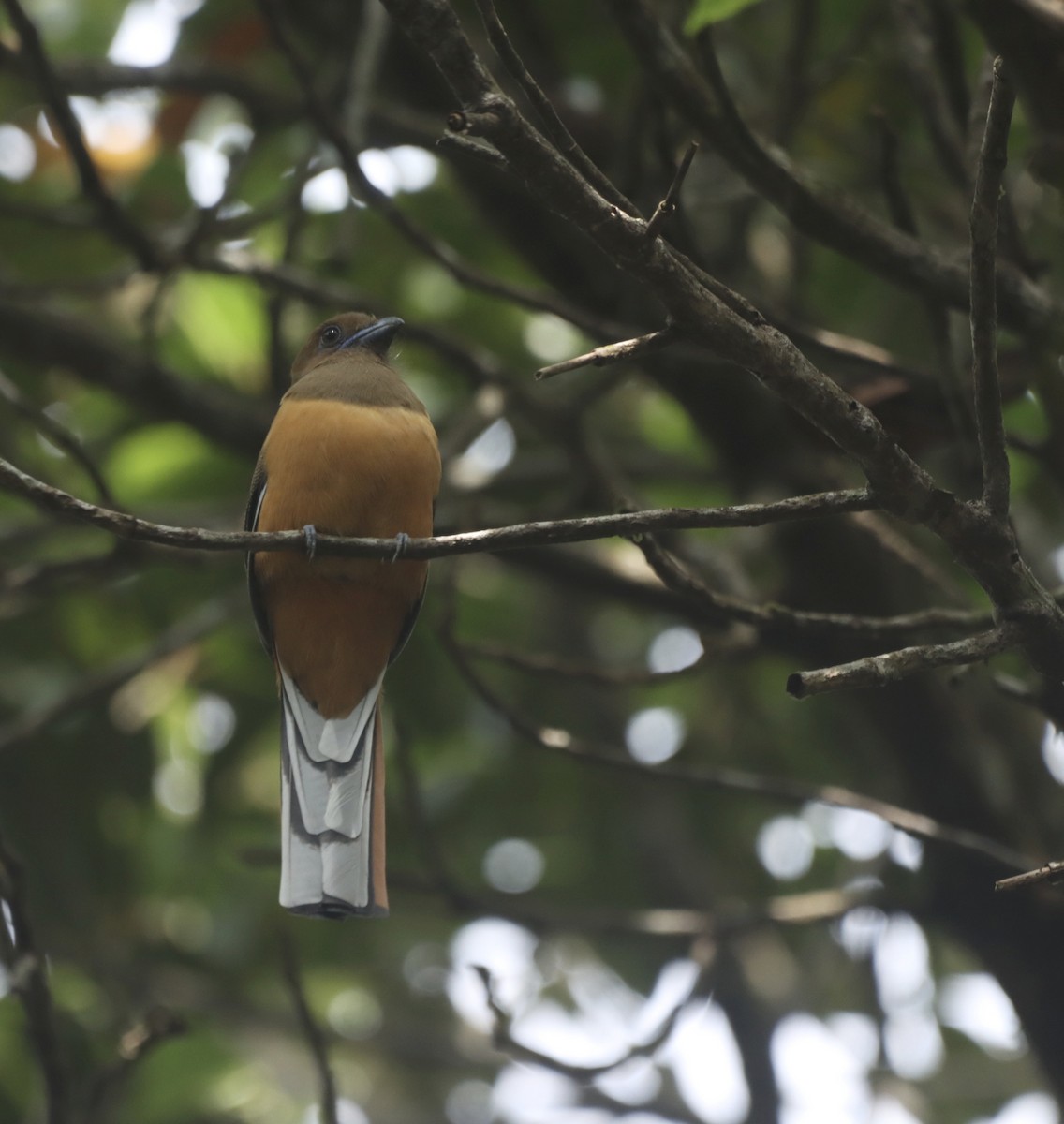 Malabar Trogon - ML644514083