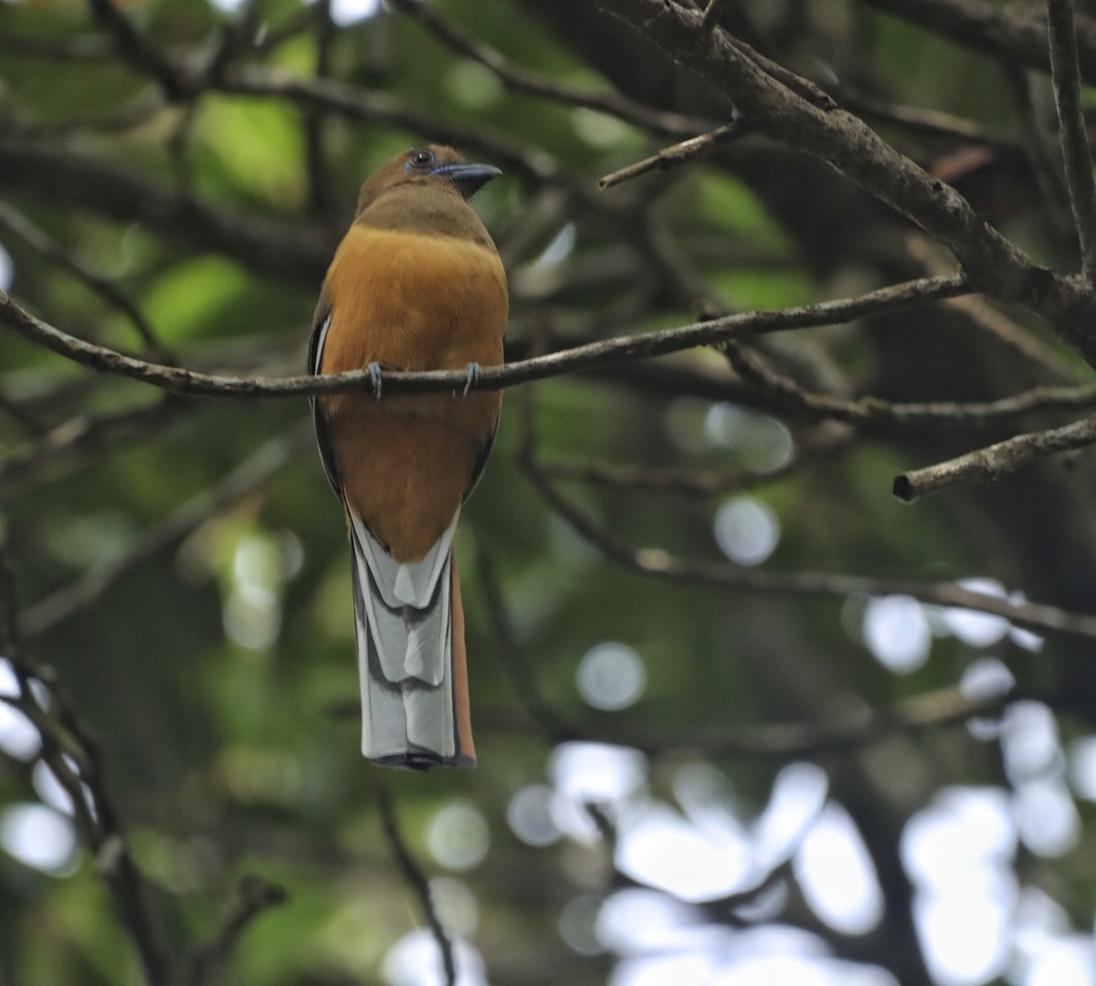 Malabar Trogon - ML644514084