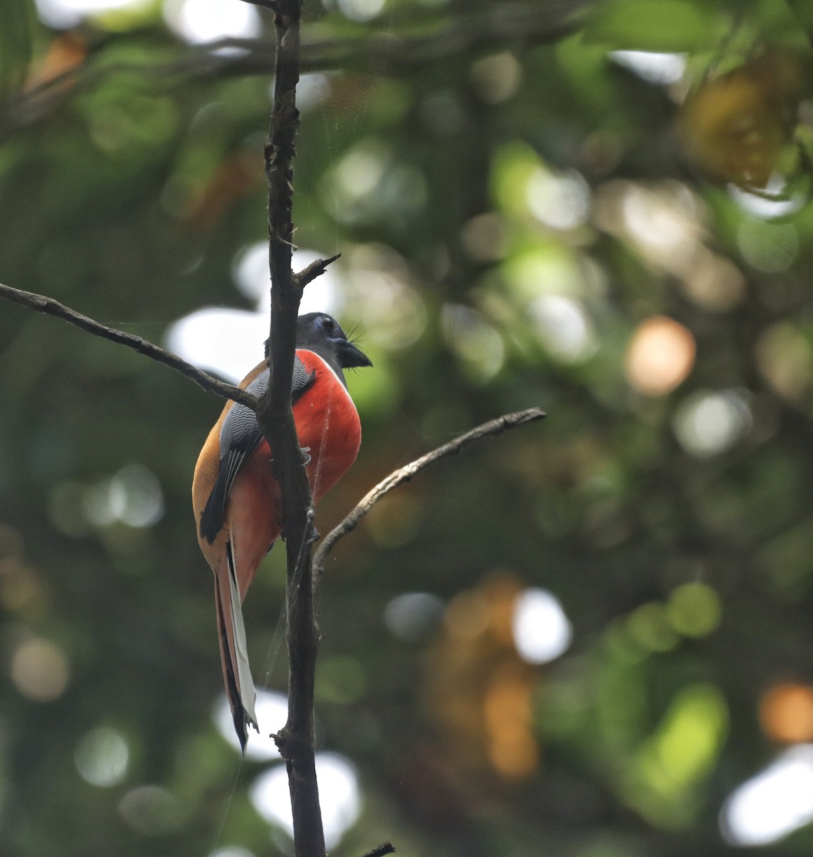 Malabar Trogon - ML644514085