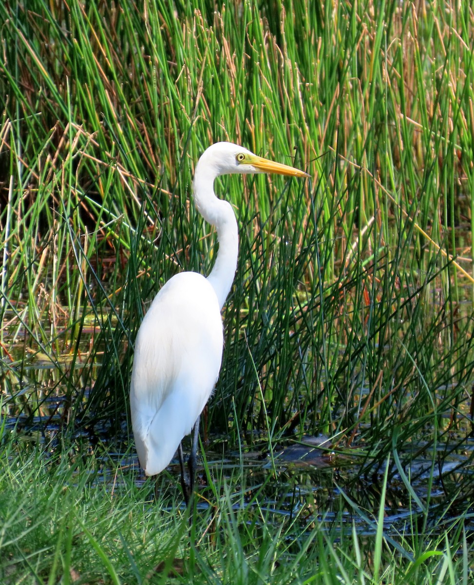 中白鷺 - ML644514086