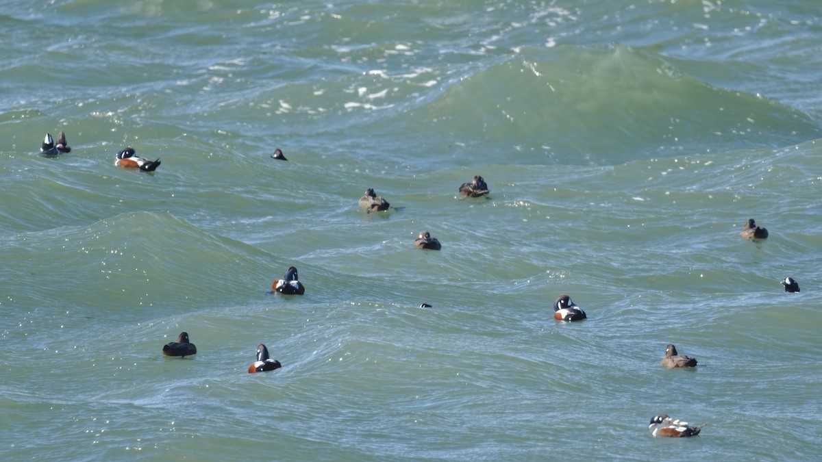 Harlequin Duck - ML644514087