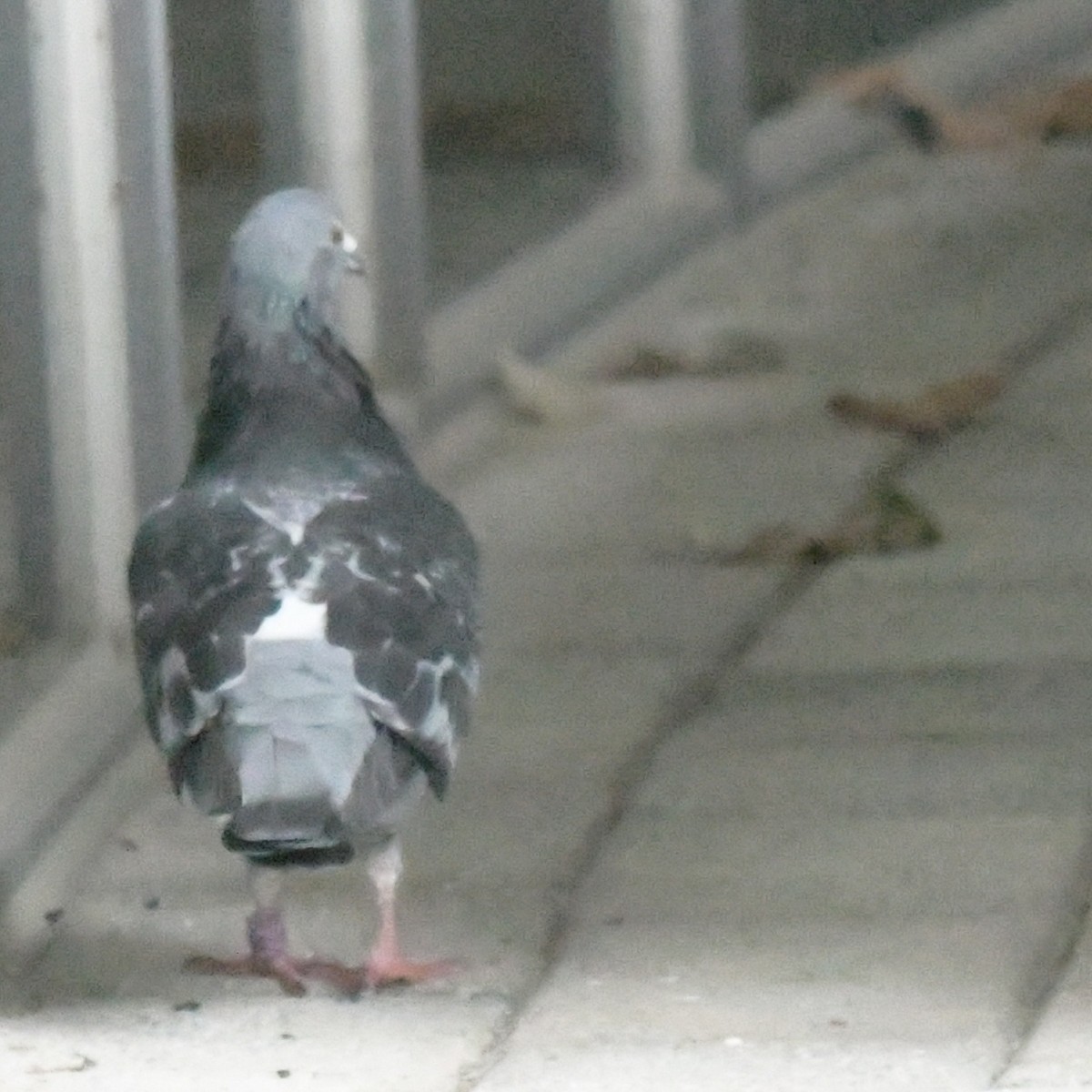 יונת בית - ML644514089