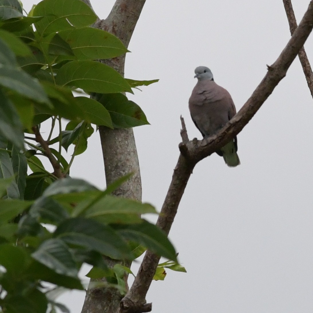 Kızıl Kumru - ML644514094