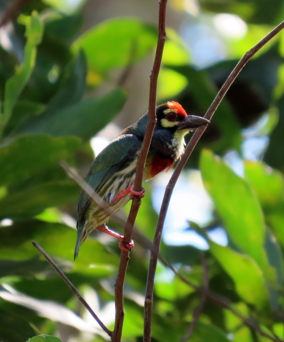 Coppersmith Barbet - ML644514097