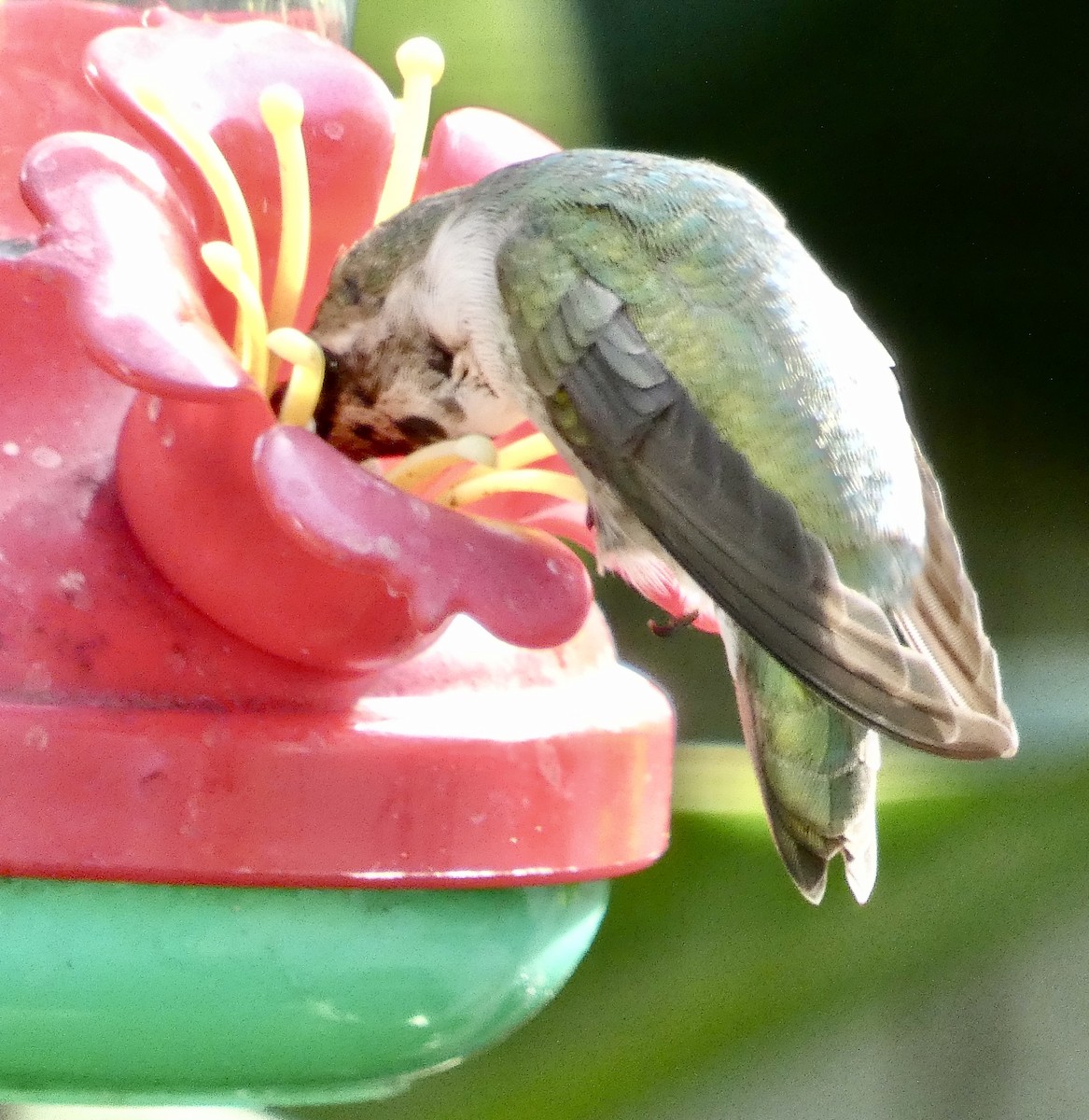 Colibri de Costa - ML644514103