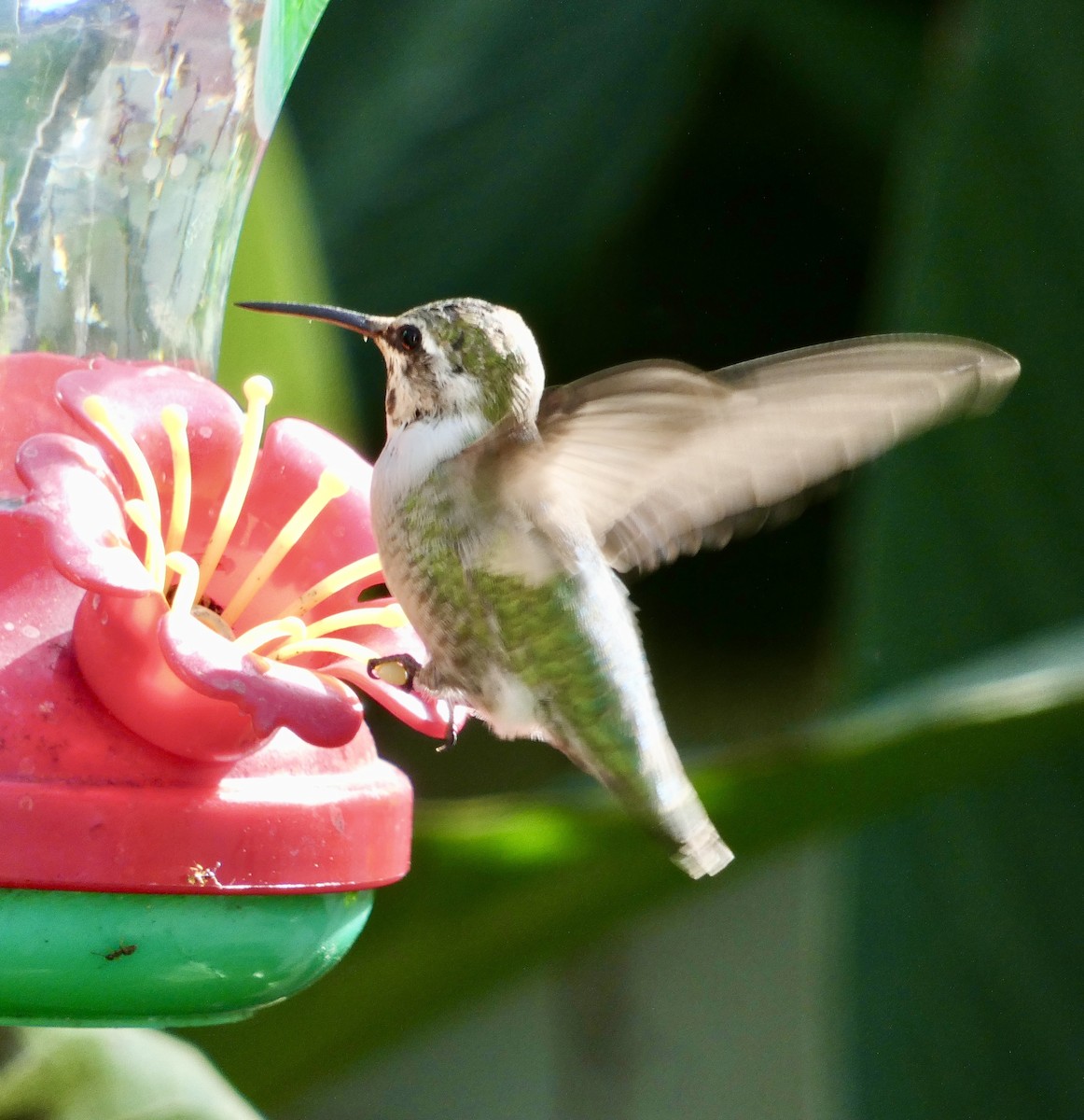 Colibri de Costa - ML644514104