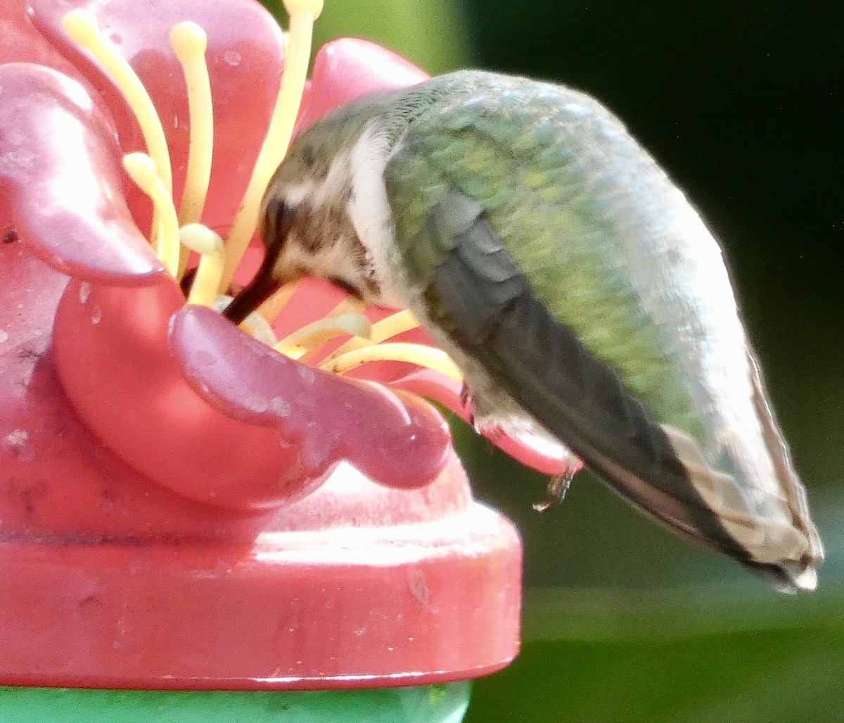 Colibri de Costa - ML644514105