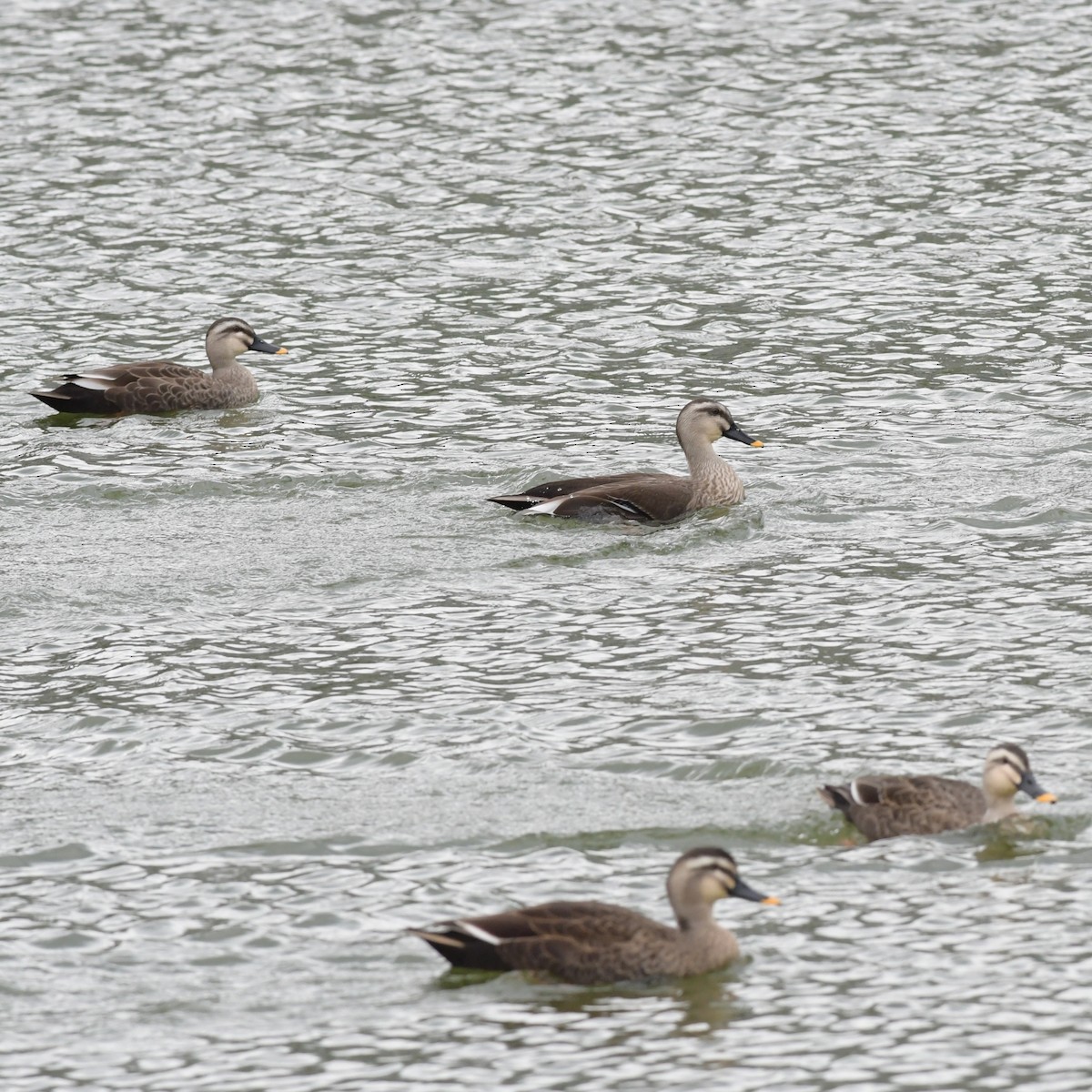 カルガモ - ML644514109