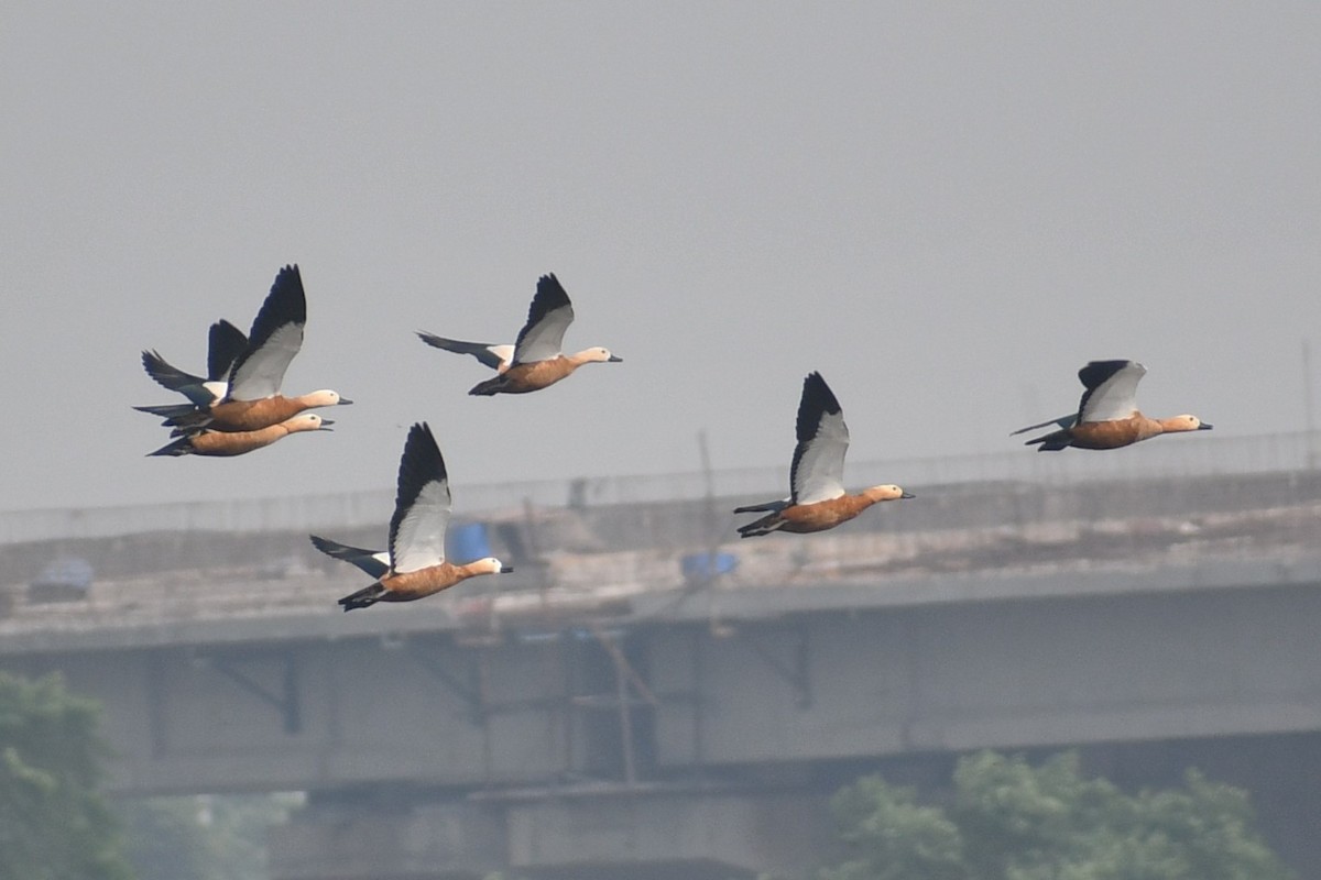 Ruddy Shelduck - ML644514111