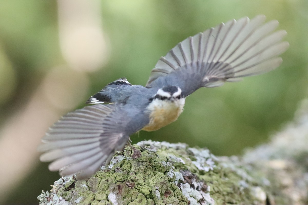 Sittelle à poitrine rousse - ML644514118