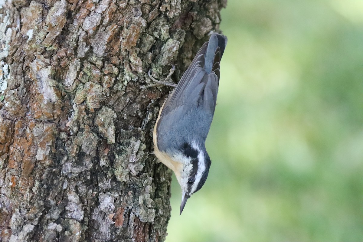 Sittelle à poitrine rousse - ML644514119