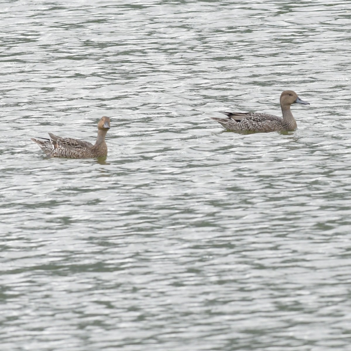 Canard pilet - ML644514128