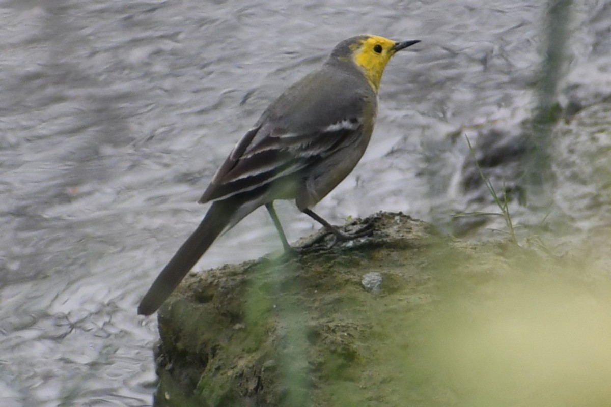 Bergeronnette citrine - ML644514135