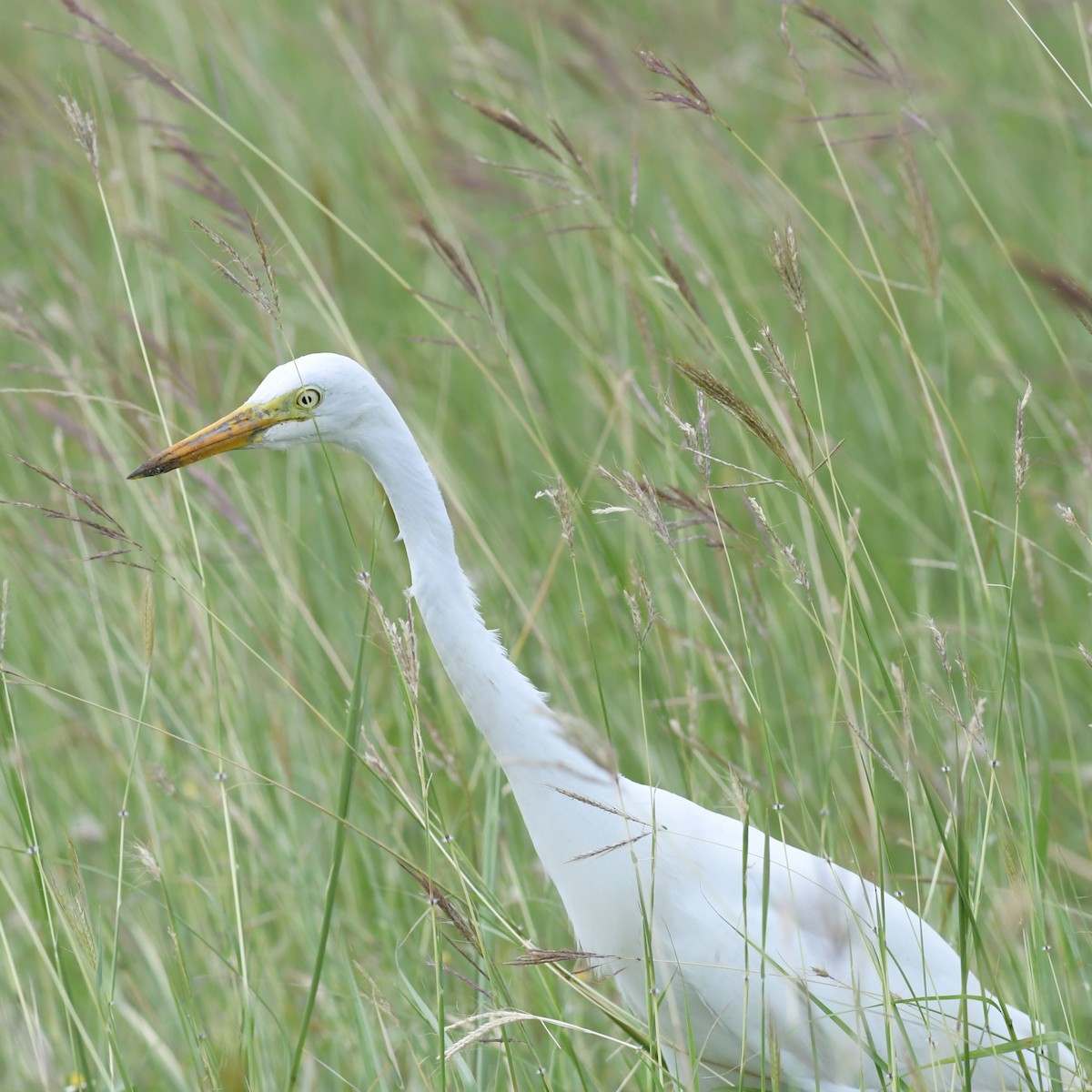 Héron intermédiaire - ML644514136