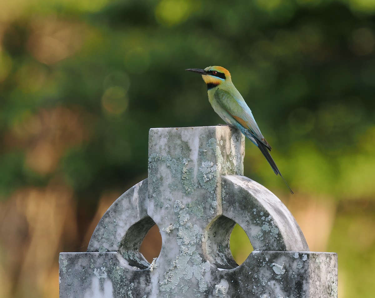 Guêpier arc-en-ciel - ML644514137