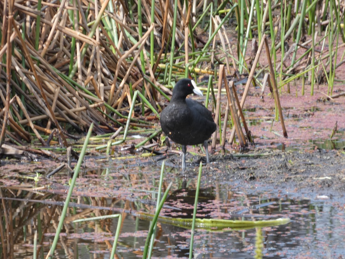 Foulque macroule - ML644514143