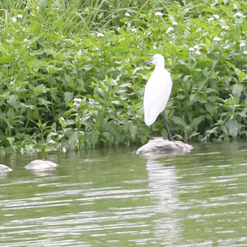Aigrette garzette - ML644514144