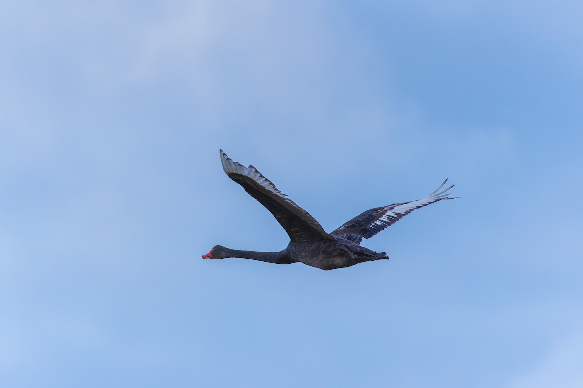 Cygne noir - ML644514147