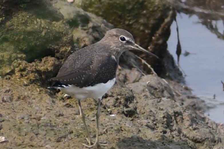Chevalier cul-blanc - ML644514149