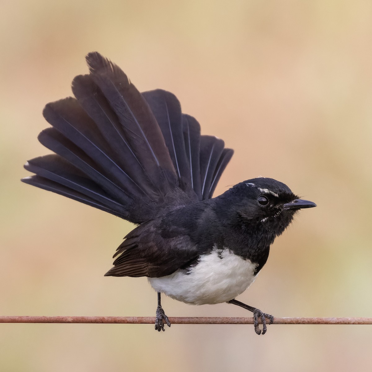 Rhipidure hochequeue - ML644514151