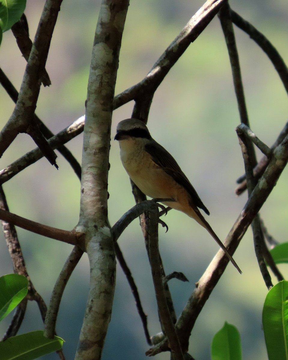 Pie-grièche brune - ML644514152