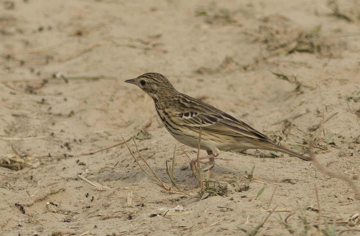 Pipit des arbres - ML644514153