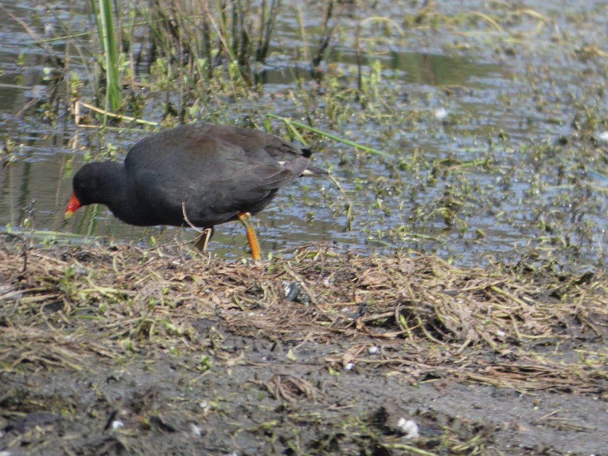 Gallinule sombre - ML644514155