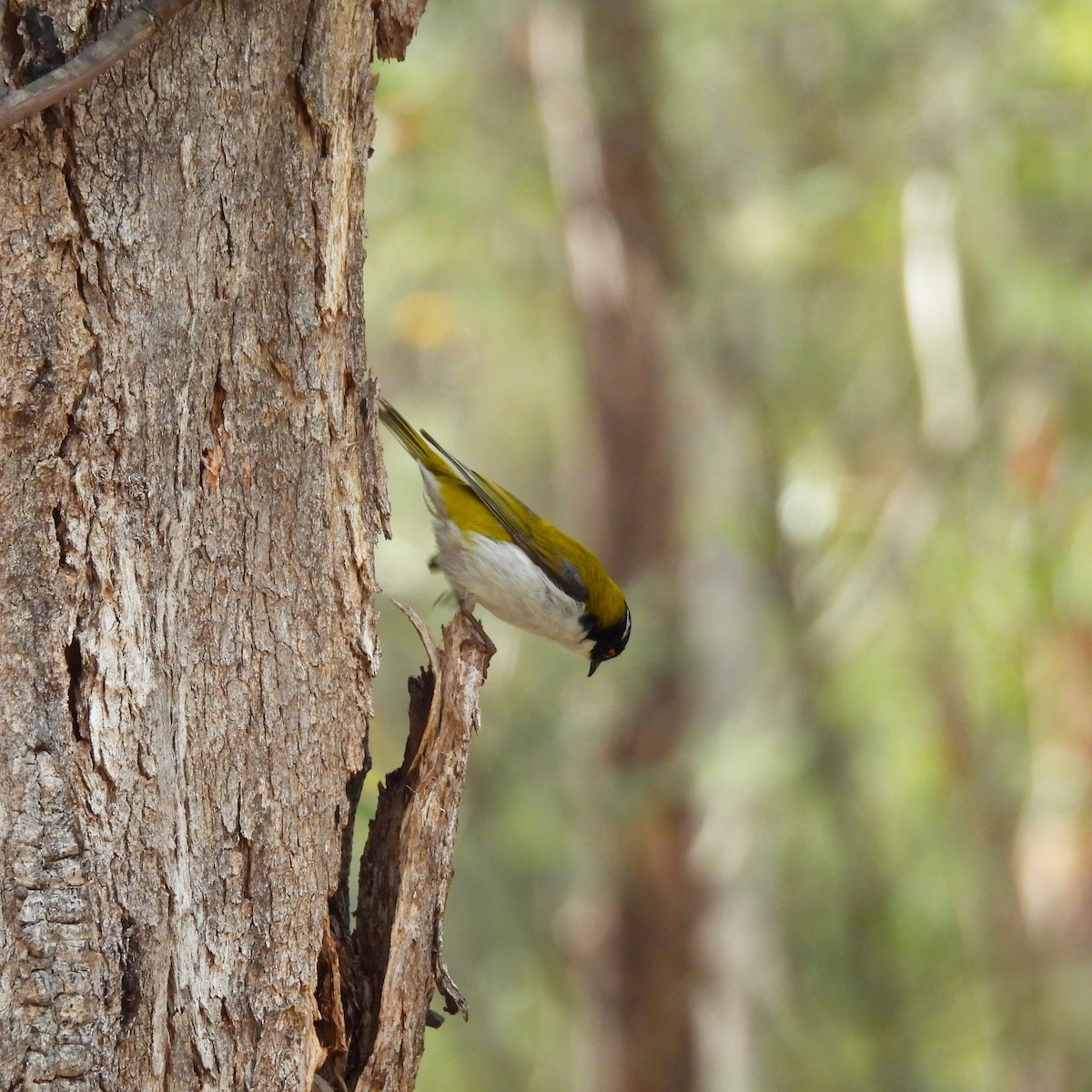 Méliphage à lunule - ML644514156