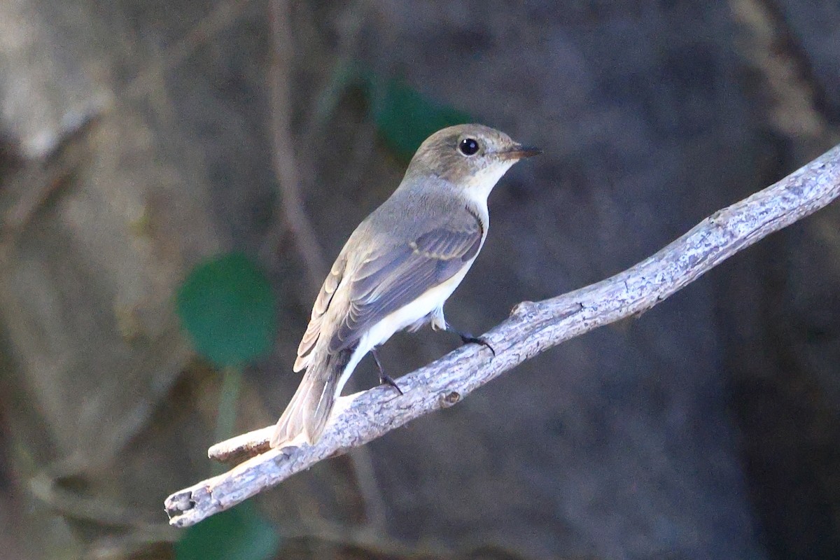 Gobemouche nain - ML644514157