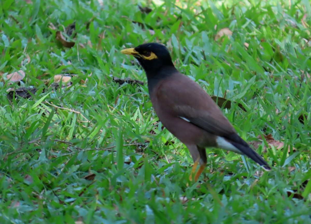 Martin triste - ML644514159