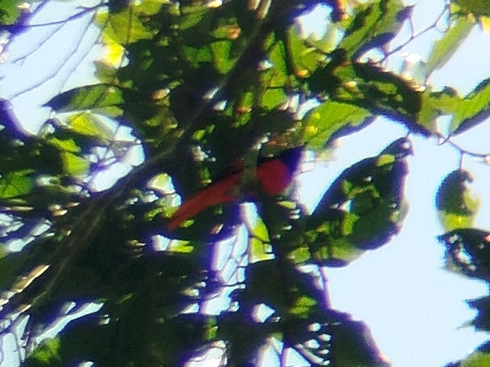 Scarlet Minivet - ML644514160