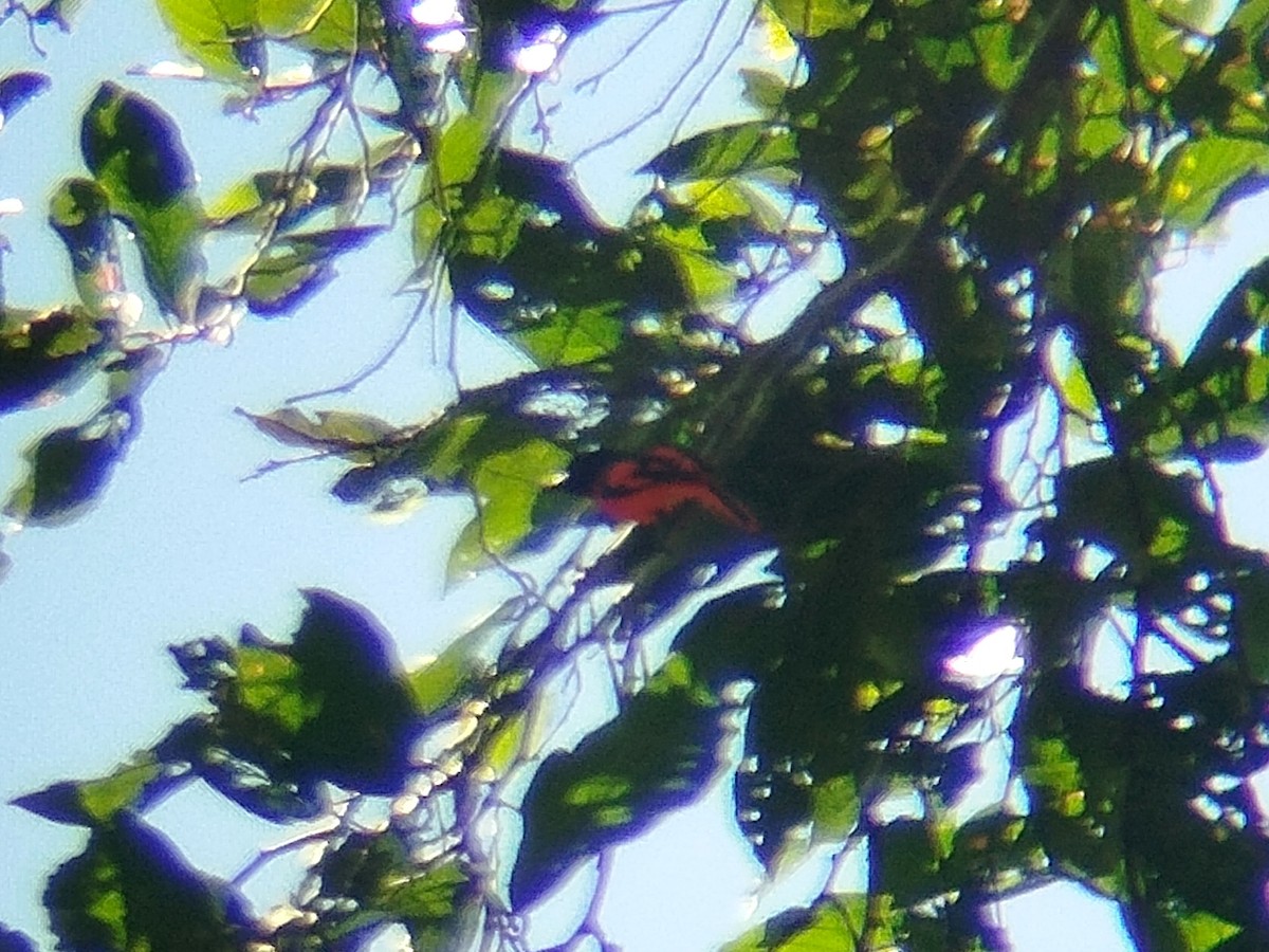 Scarlet Minivet - ML644514161