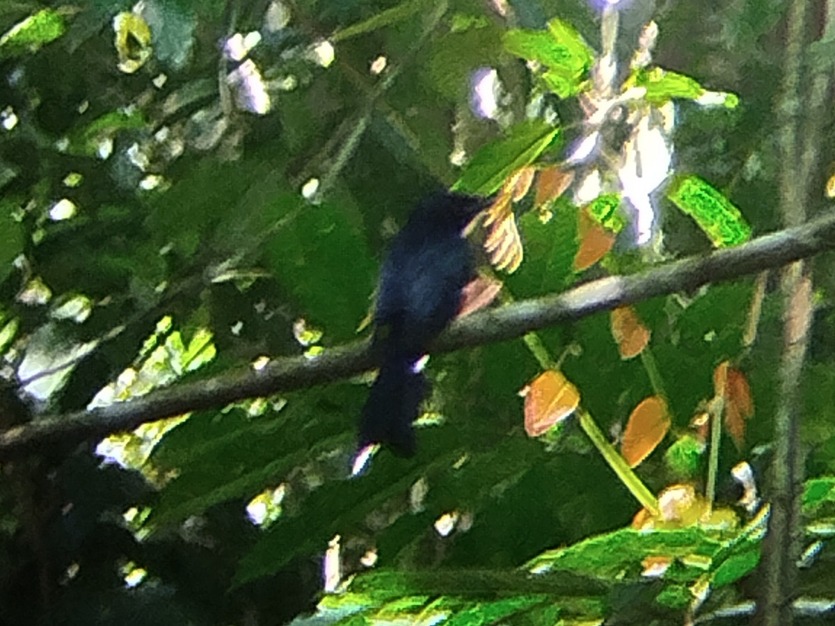 Drongo à raquettes - ML644514163