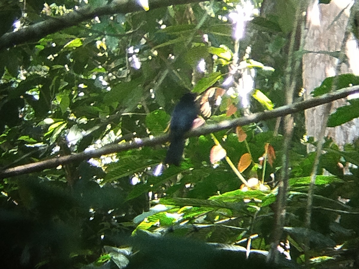 Drongo à raquettes - ML644514164