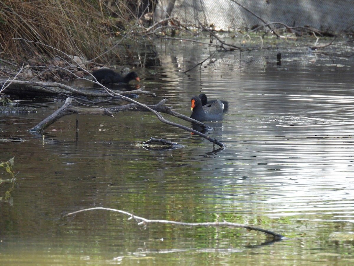 Gallinule sombre - ML644514165