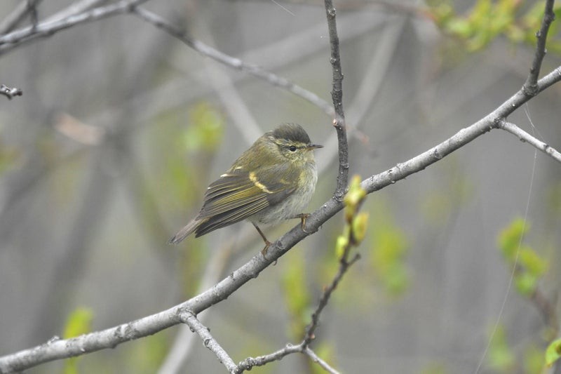 Pouillot élégant - ML644514166