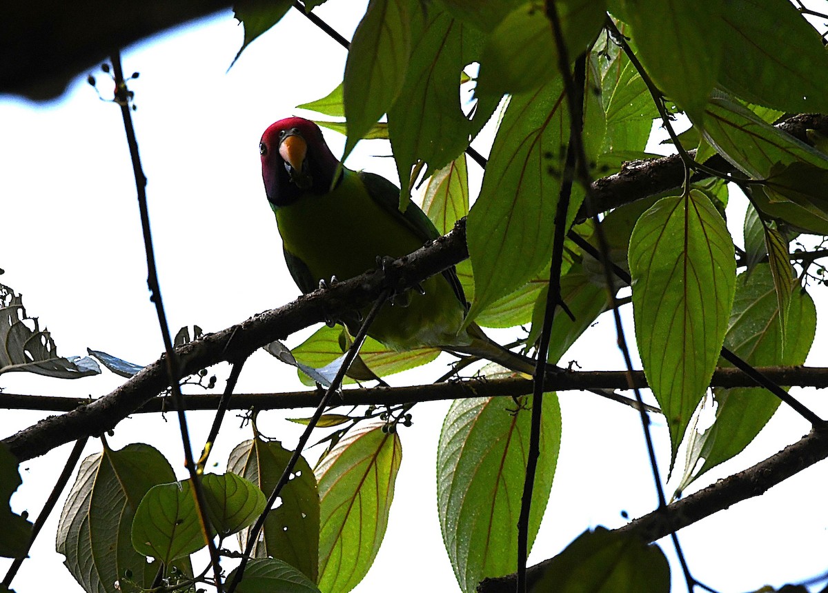 Perruche à tête prune - ML644514171