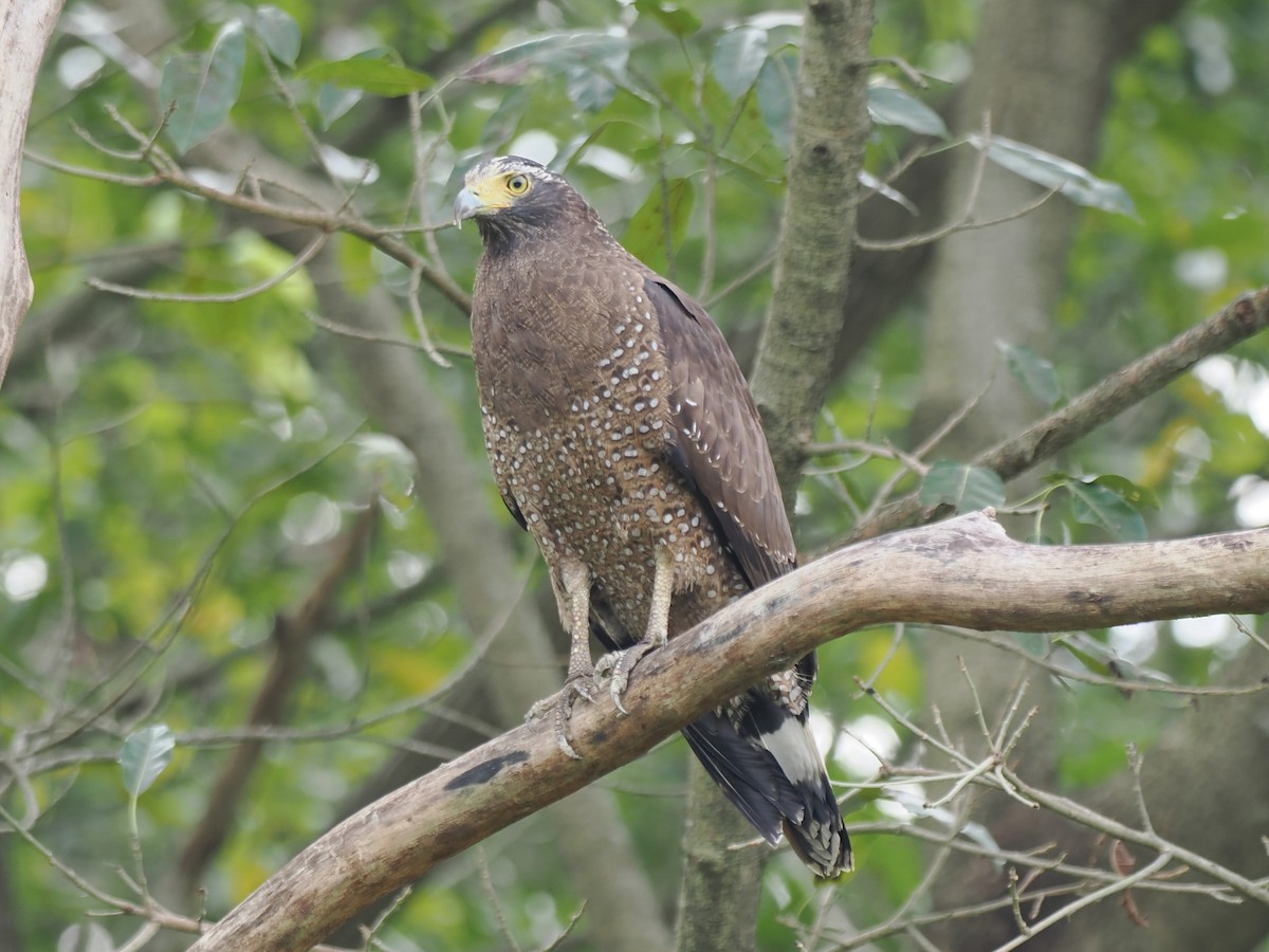 Culebrera Chiíla - ML644514178