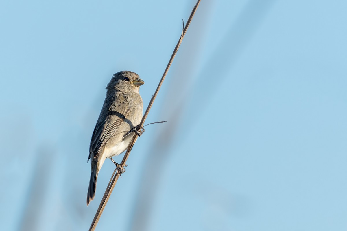 Plumbeous Seedeater - ML644514183