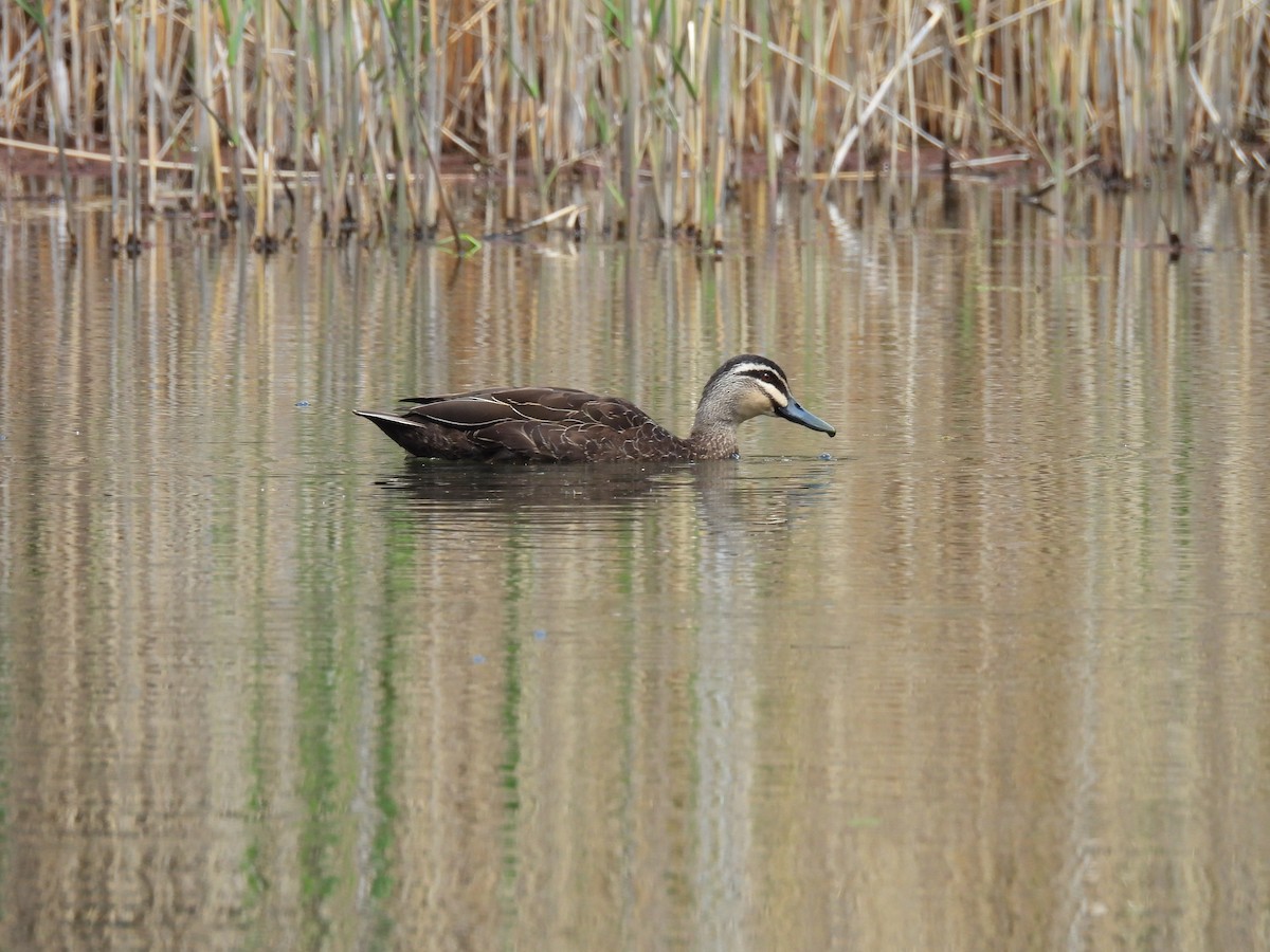 マミジロカルガモ - ML644514186
