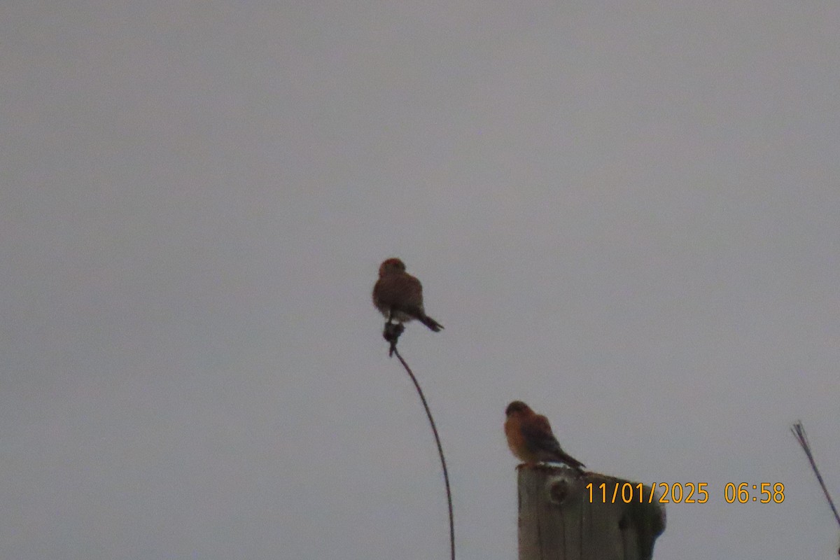 American Kestrel - ML644514190