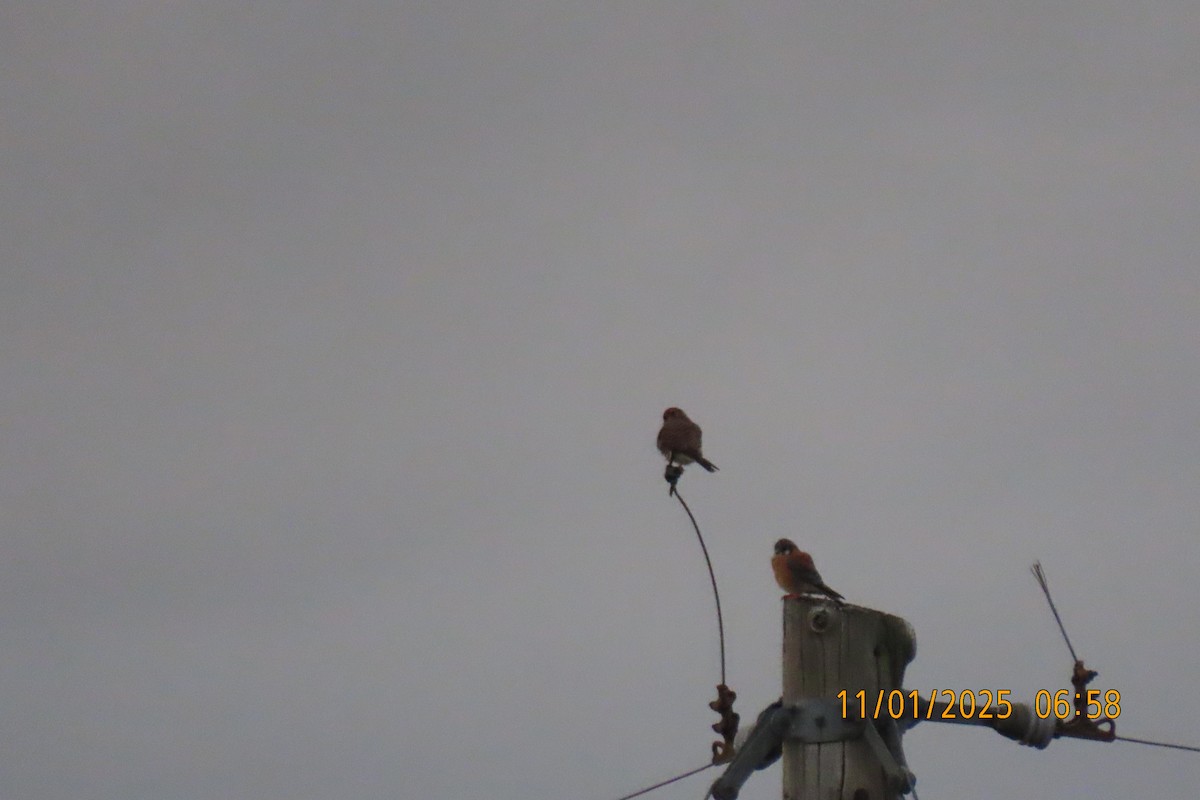 American Kestrel - ML644514191