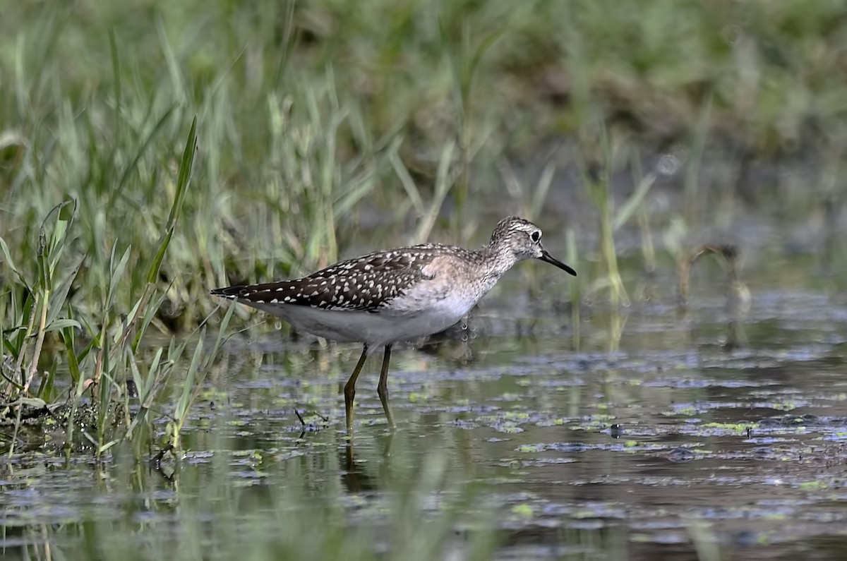 Wood Sandpiper - ML644514195