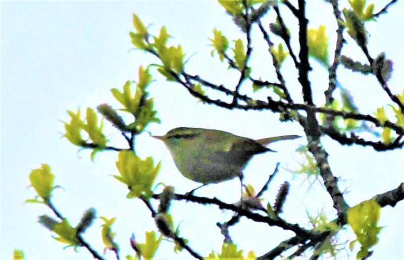 Хүмей дууч шувуу - ML644514198