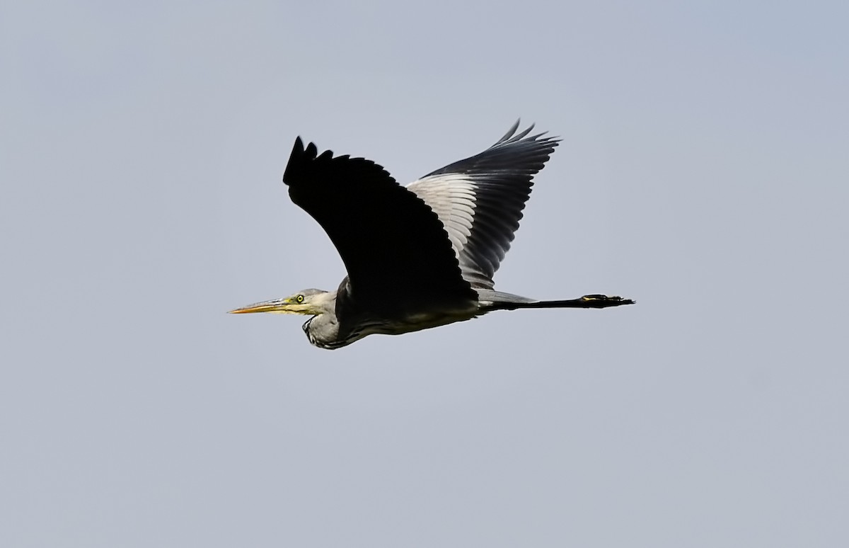 Gray Heron - ML644514200