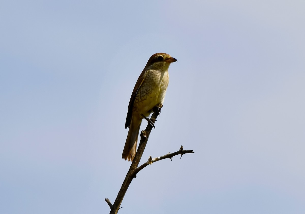 Red-backed Shrike - ML644514209